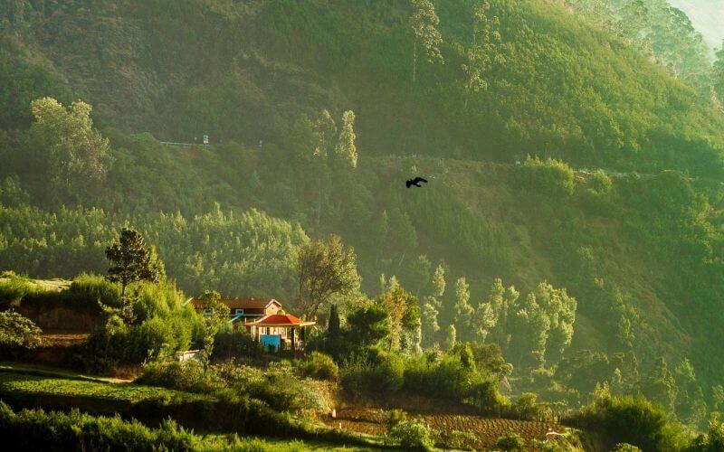 Ooty-Honeymoon-Package-Cost