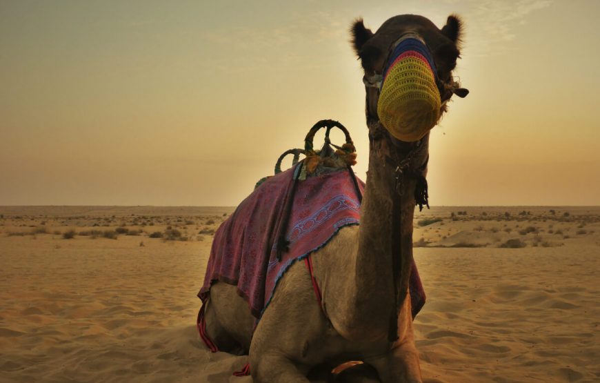 14camel-Dubai-Desert