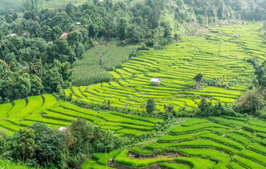 20Rice-Terraces-Thailand