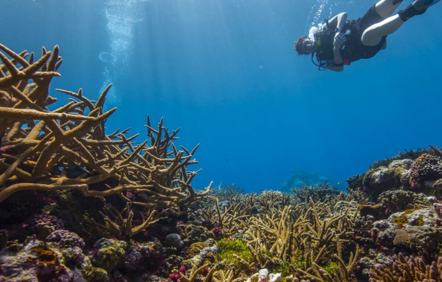 2Coral-reef-safari-summer-tour-packages