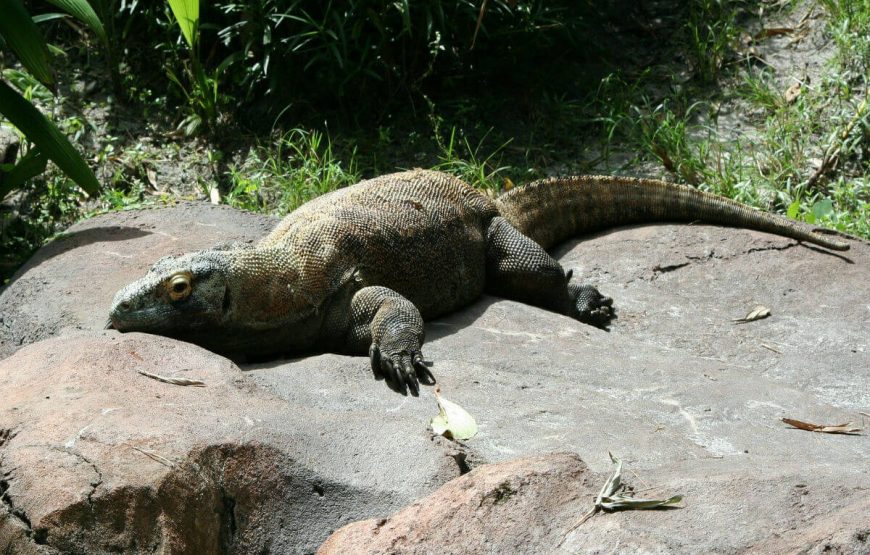 9Komodo-Dragon