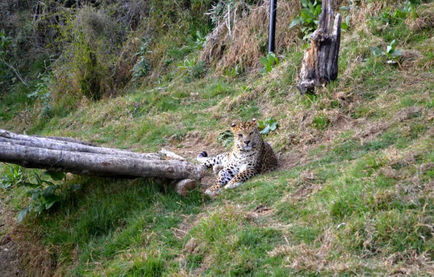 Cheetah-Corbett-National-Park