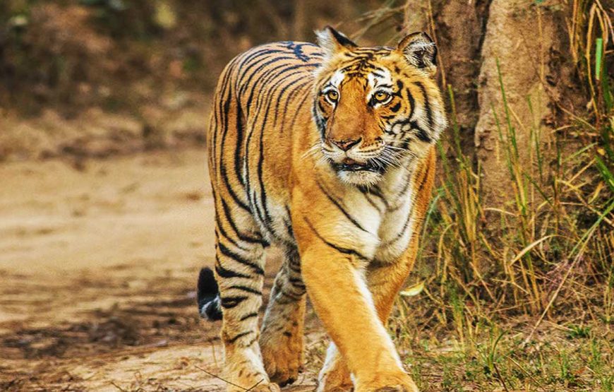 Jim-Corbett