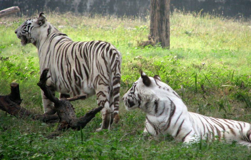 Mysore-zoo-holiday-packages