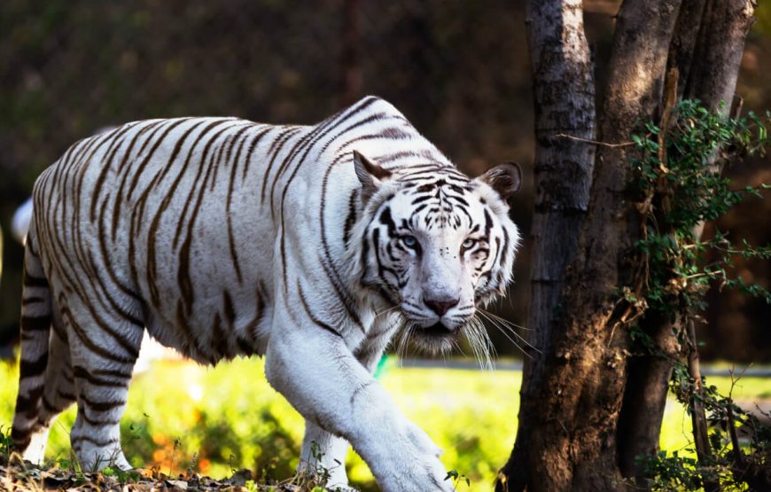Nehru-Zoological-Park-travel-pakages