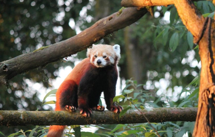 Padmaja-Naidu-Himalayan-Zoological-Park