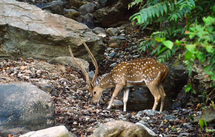 Spotted-Deer-Corbett-National-Park