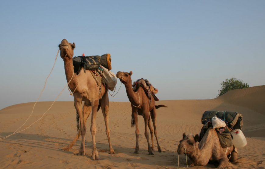 Thar-Desert-870x555