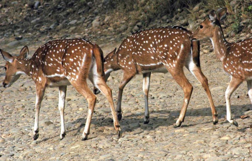 himalayas-corbett-national-park