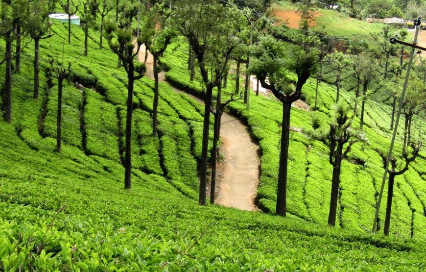 ooty-tea-estate